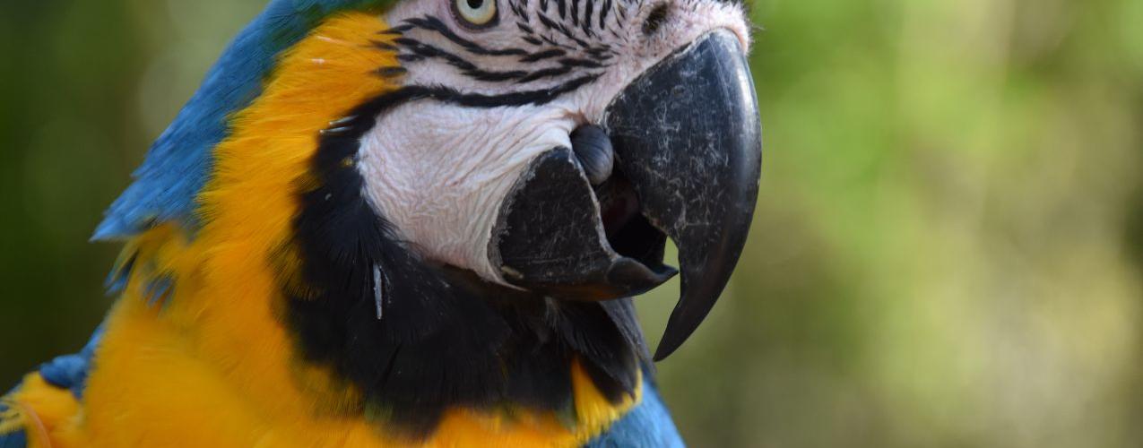 Magic Natura Animal, Waterpark Resort Benidorm Magic Natura Animal, Waterpark Resort Benidorm