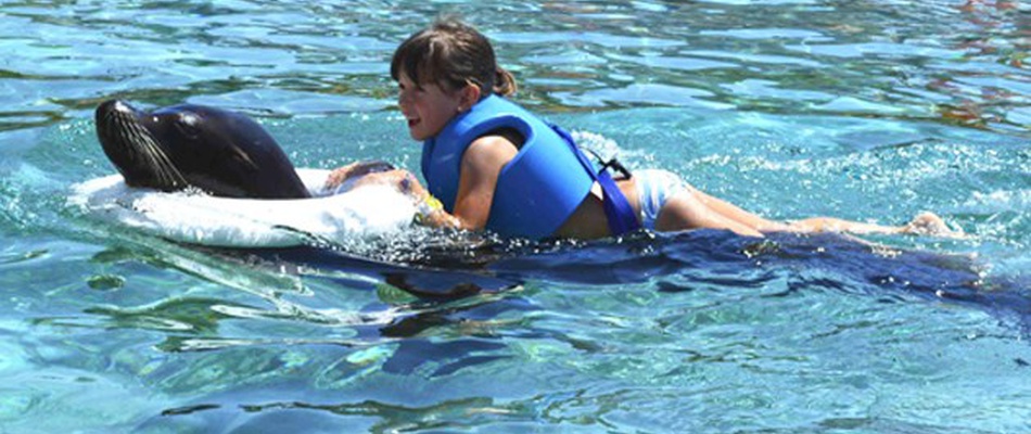 Nager avec les lions de mer au Magic Natura Animal, Waterpark Resort Magic Natura Animal, Waterpark Resort Benidorm