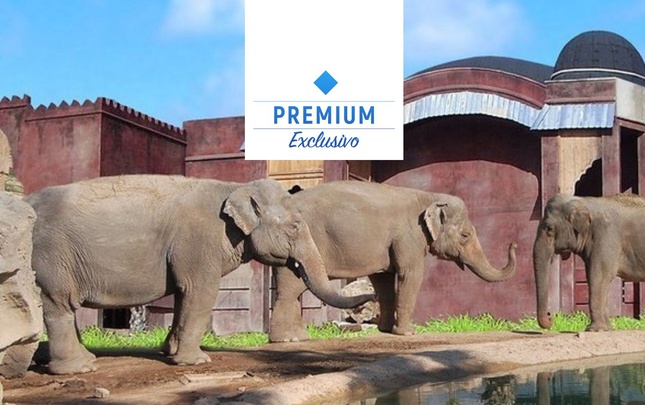 Polynesian elephants meadow view premium Magic Natura Animal, Waterpark Resort Benidorm