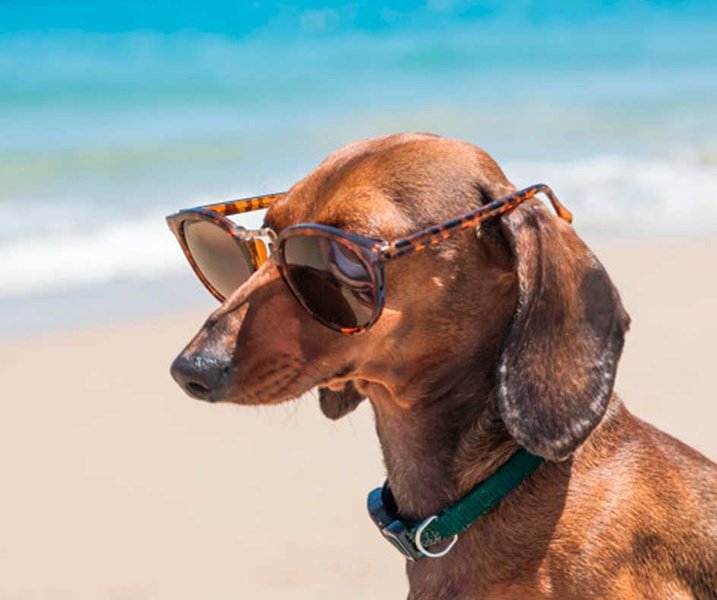 Holidays with your pet Magic Natura Animal, Waterpark Resort Benidorm Holidays with your pet Magic Natura Animal, Waterpark Resort Benidorm