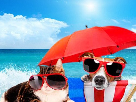 Holidays with your pet Magic Natura Animal, Waterpark Resort Benidorm Holidays with your pet Magic Natura Animal, Waterpark Resort Benidorm