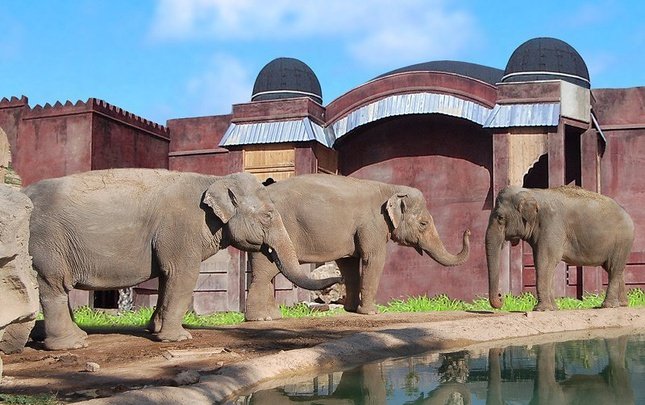 Polynesian elephants meadow view premium Magic Natura Animal, Waterpark Resort Benidorm