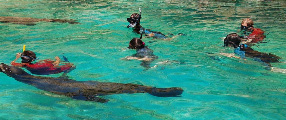 Nager avec les lions de mer au Magic Natura Animal, Waterpark Resort Magic Natura Animal, Waterpark Resort Benidorm Nager avec les lions de mer au Magic Natura Animal, Waterpark Resort Magic Natura Animal, Waterpark Resort Benidorm