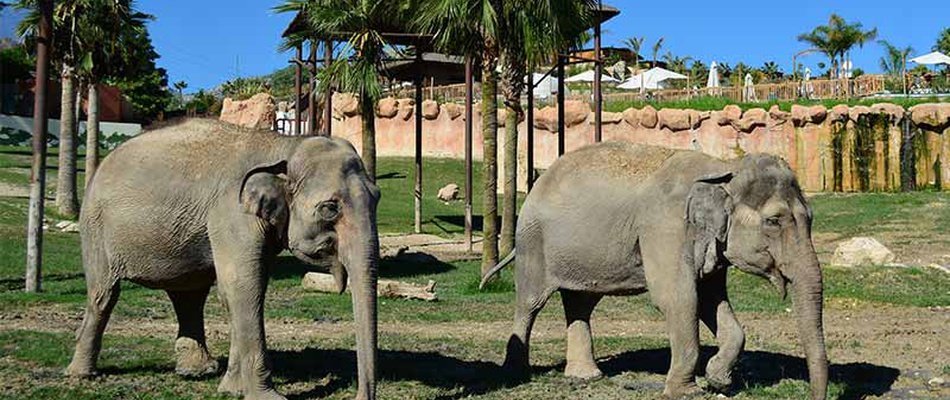 Discovery Elephants à Terra Natura du Magic Natura Animal, Waterpark Resort Magic Natura Animal, Waterpark Resort Benidorm Discovery Elephants à Terra Natura du Magic Natura Animal, Waterpark Resort Magic Natura Animal, Waterpark Resort Benidorm