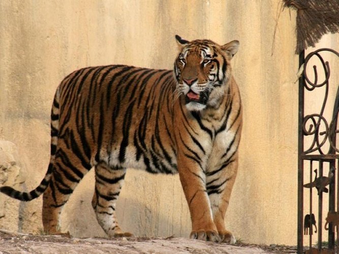 Tigre Magic Natura Animal, Waterpark Resort Benidorm