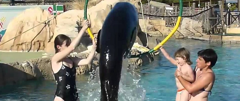 CARER FOR 1 DAY SEA LIONS Magic Natura Animal, Waterpark Resort Benidorm CARER FOR 1 DAY SEA LIONS Magic Natura Animal, Waterpark Resort Benidorm