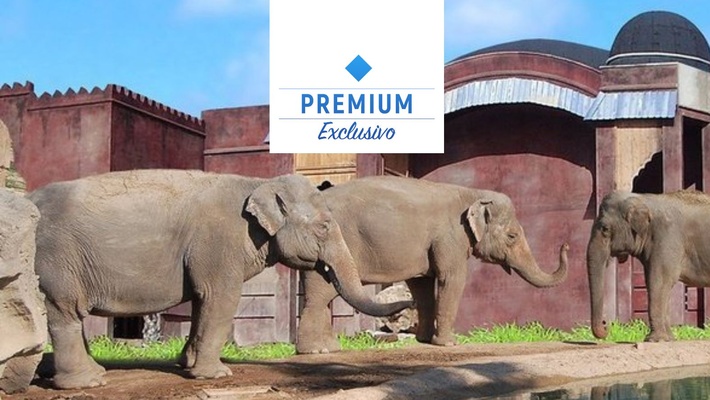Polynesian elephants meadow view premium Magic Natura Animal, Waterpark Resort Benidorm